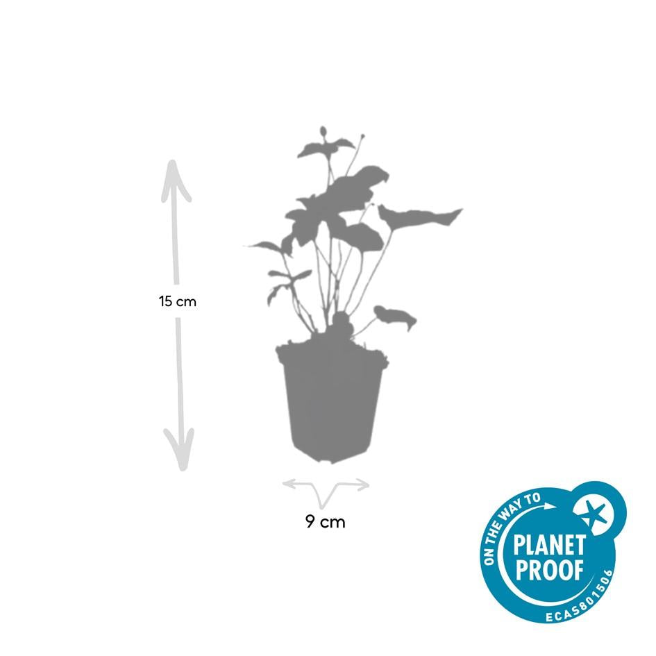 60x Anemone ibrido 'Honorine Jobert' - ↕10-25cm - Ø9cm