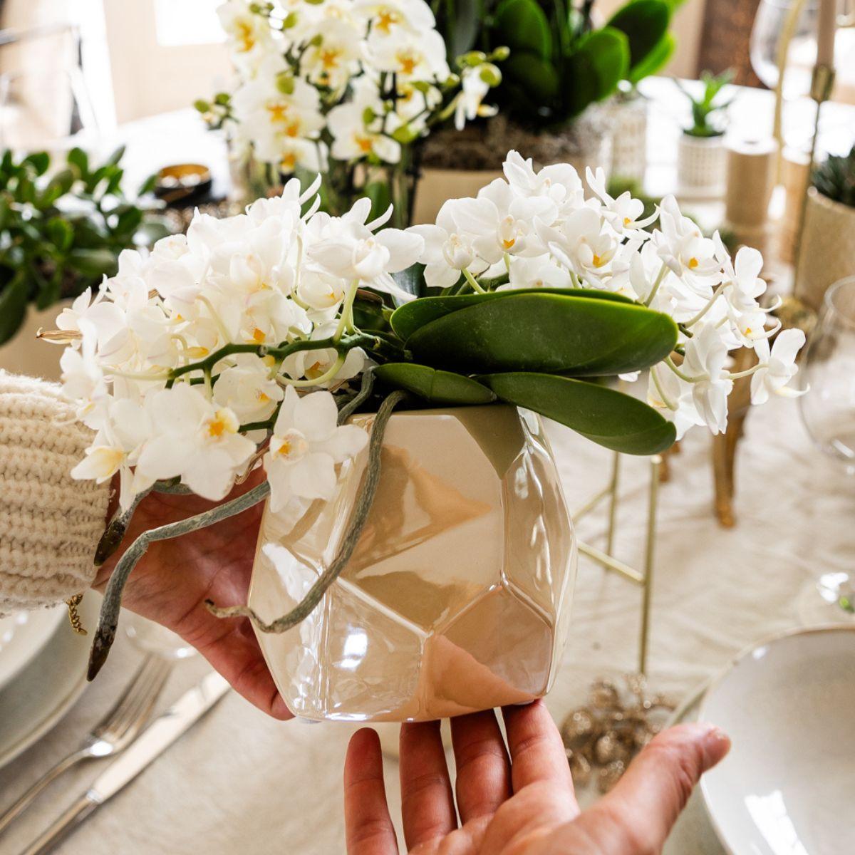 Orchidee colibrì | Orchidea bianca 'Nazaré' + vaso decorativo perlato in travertino - dimensioni vaso Ø9 cm | pianta d'appartamento in fiore - fresca dal coltivatore