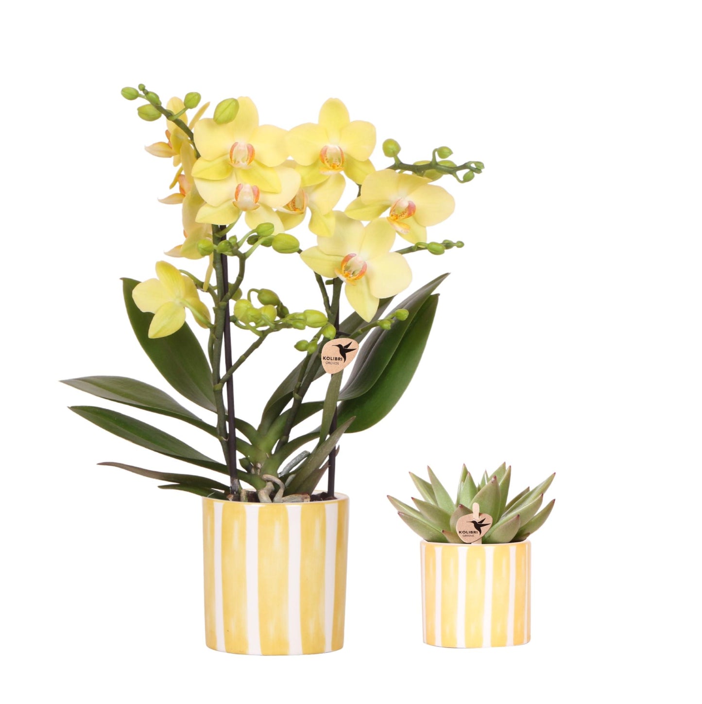 Orchidee colibrì | Set di orchidee gialle di Albenga e succulente in vaso decorativo Painted Stripe - dimensioni del vaso Ø9 cm e Ø6 cm | pianta da appartamento fiorita - fresca dal coltivatore