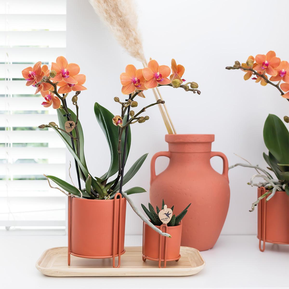 Orchidee colibrì | Orchidea Phalaenopsis arancione - Mineral Bolzano - vaso Ø9cm | pianta d'appartamento in fiore - fresca dal coltivatore