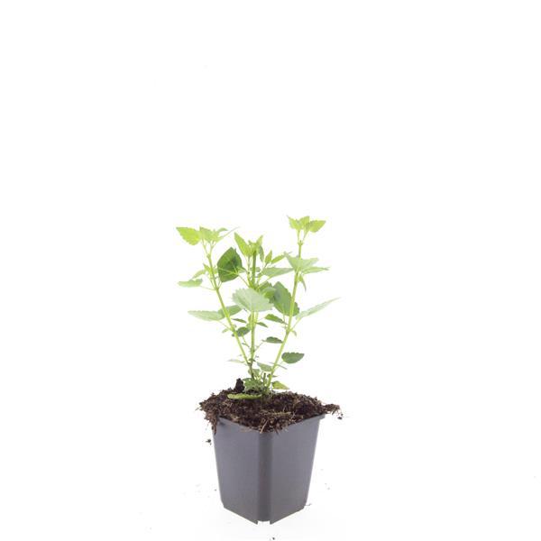 48x Agastache 'Blue Fortune' - ↕10-25cm - Ø9cm