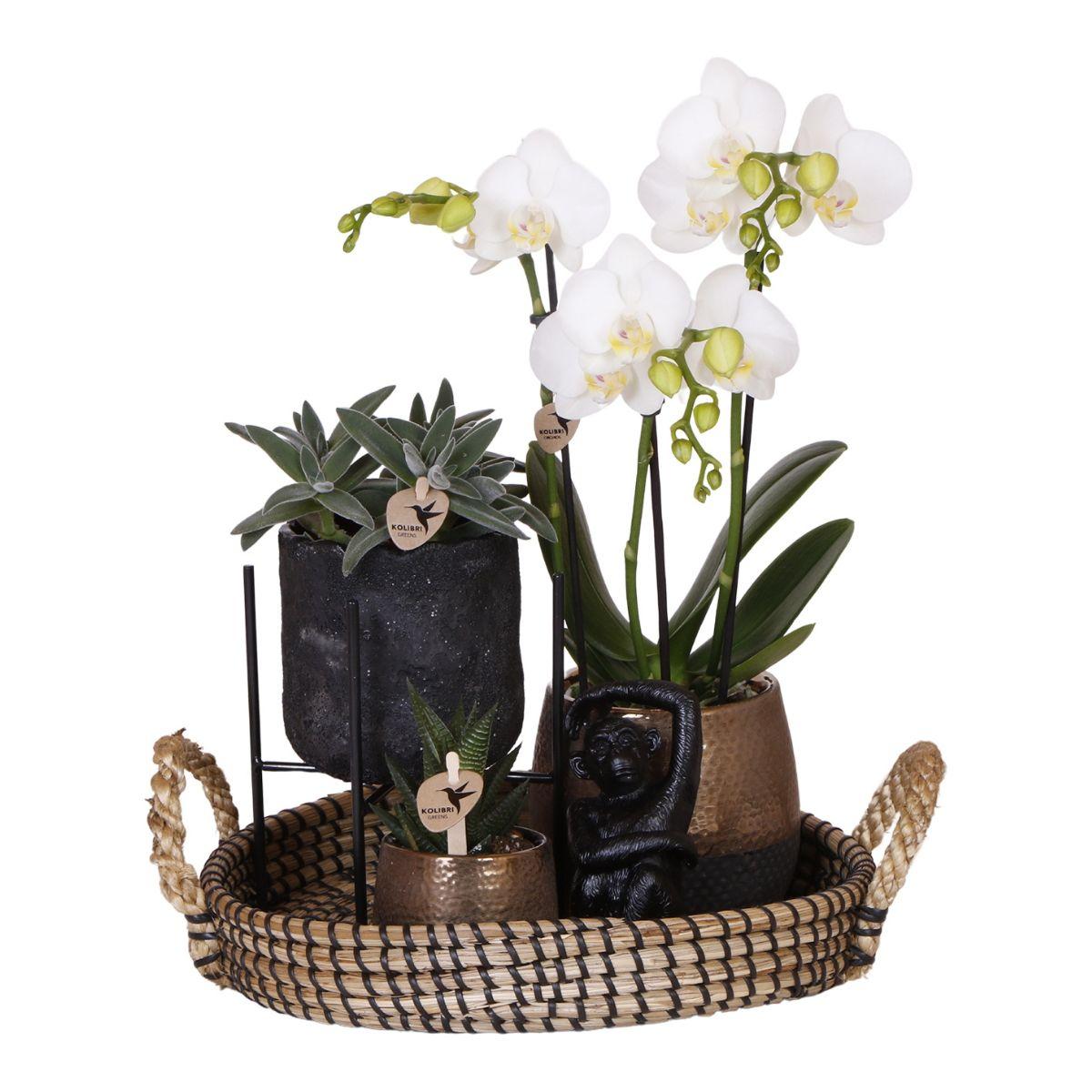 Kolibri Company | Set regalo Urban Nature | Set di piante con orchidee Phalaenopsis e piante grasse, inclusi vasi decorativi in ceramica