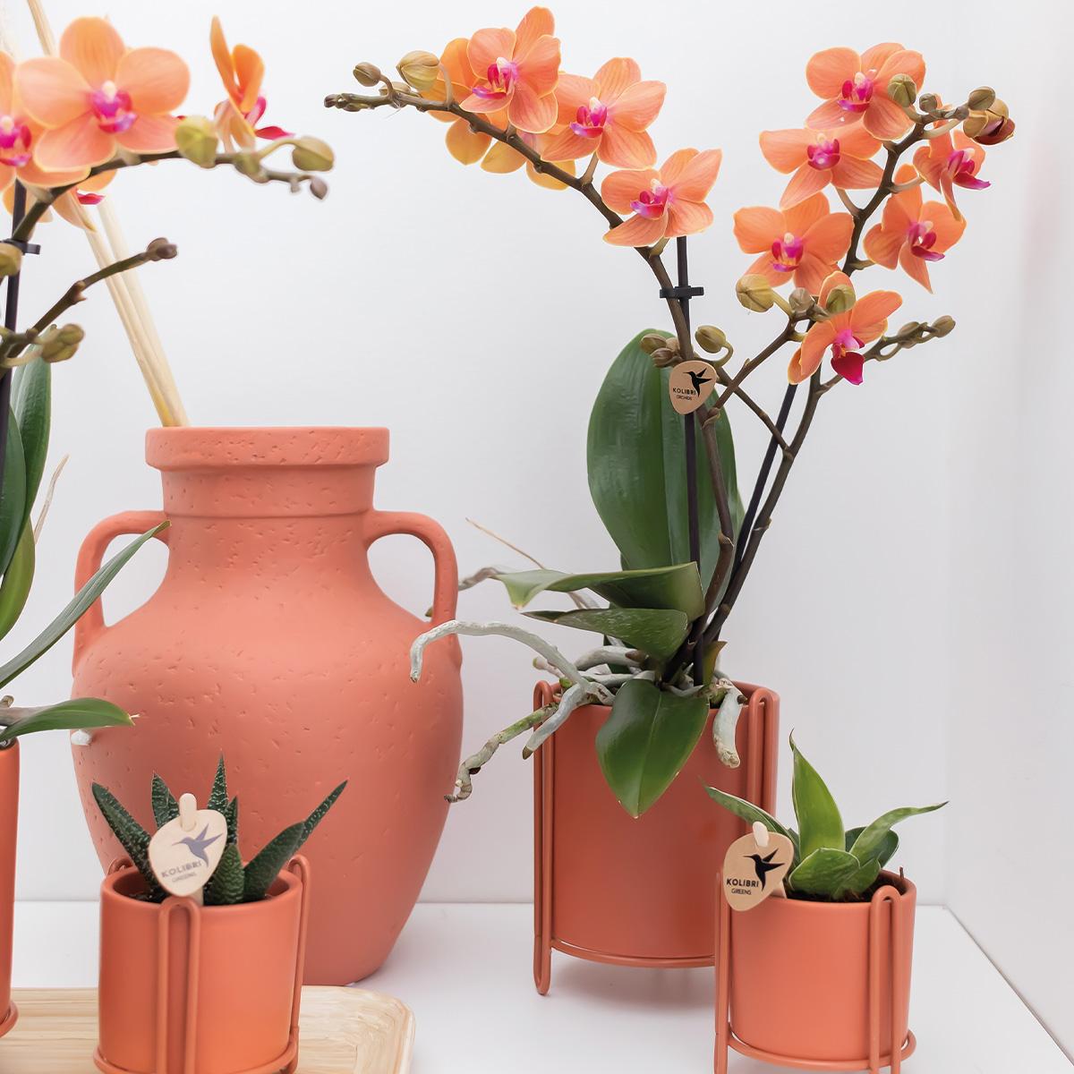 Orchidee colibrì | Orchidea Phalaenopsis arancione - Mineral Bolzano - vaso Ø9cm | pianta d'appartamento in fiore - fresca dal coltivatore