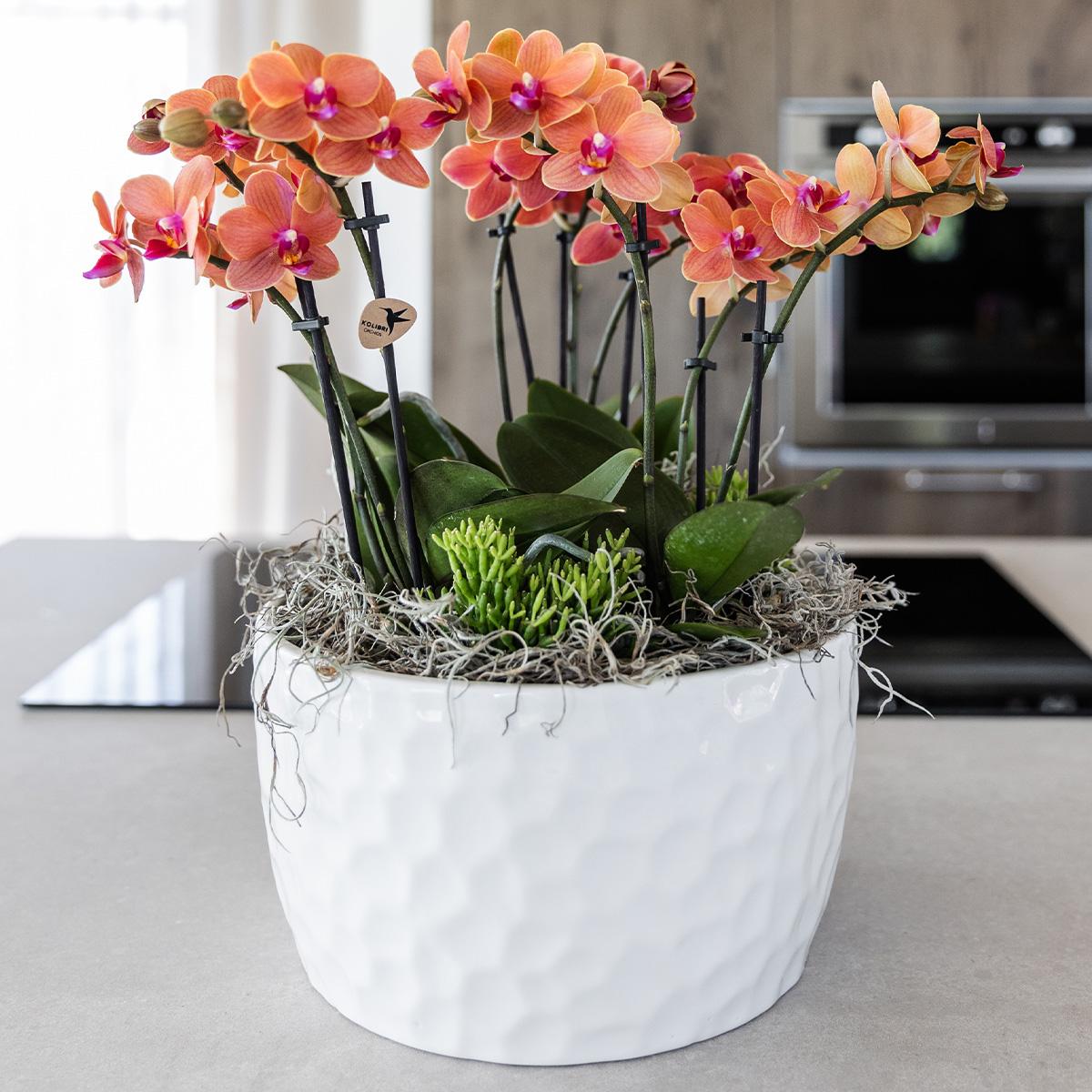 Orchidee colibrì | set di piante d'arancio in vaschetta per miele, incl tre orchidee arancioni Bolzano 9cm e tre piante verdi | Jungle Bouquet arancione con riserva d'acqua autosufficiente