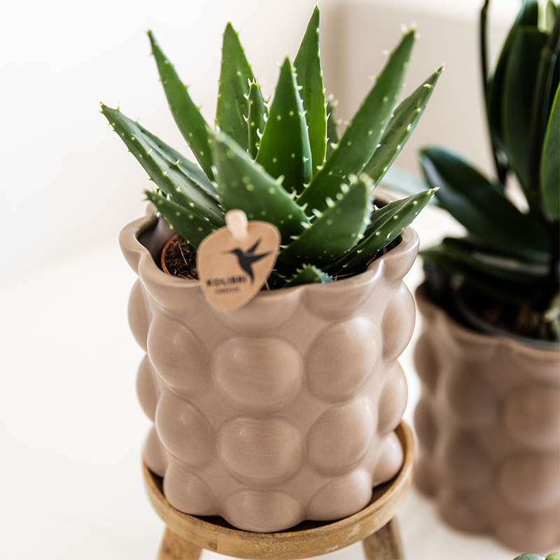 Kolibri Orchids | Set di piante di cotone | Piante verdi con orchidea Phalaenopsis bianca Ghent in vasi di ceramica