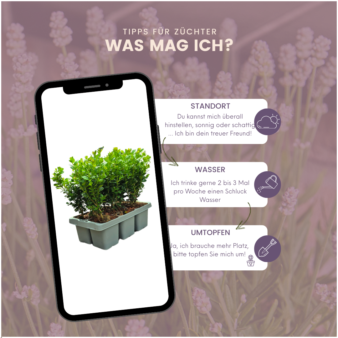 Confezione da 12 x 6 Buxus NewGen Freedom – Arbusti sempreverdi resistenti 72 x Ø7 cm - ↕15 cm | Bosso compatto