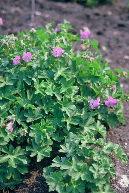 48x Geranium cant. 'Cambridge' - ↕10-25cm - Ø9cm