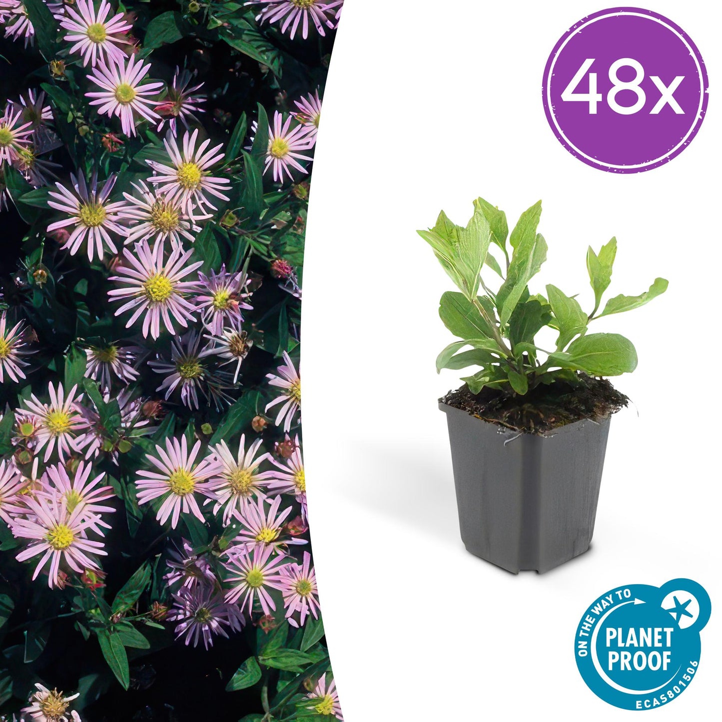 48x Aster ageratides 'Asran' - ↕10-25cm - Ø9cm