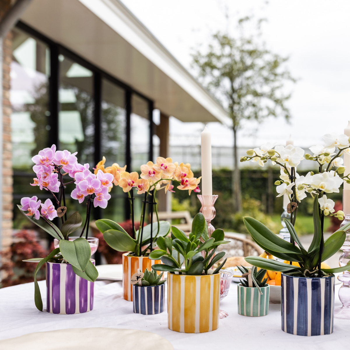 Kolibri Orchids | Orchidea Phalaenopsis arancione, dimensioni vaso Ø9cm | Giamaica | pianta da appartamento fiorita - fresca dal coltivatore