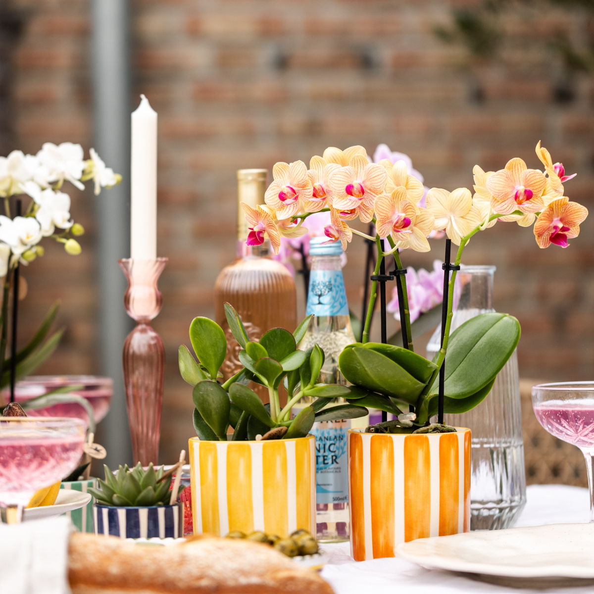 Kolibri Orchids | Orchidea Phalaenopsis Arancione - Giamaica + Vaso a Strisce Dipinte Arancione - Dimensioni del Vaso Ø9cm | Pianta da Appartamento Fiorita - Fresca dal Coltivatore