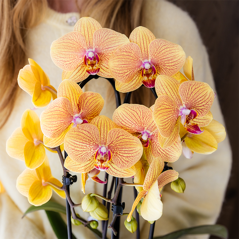 Orchidee colibrì | Orchidea phalaenopsis arancione in vaso Ø12cm | Sunny Bunny | pianta da appartamento fiorita - fresca dal coltivatore