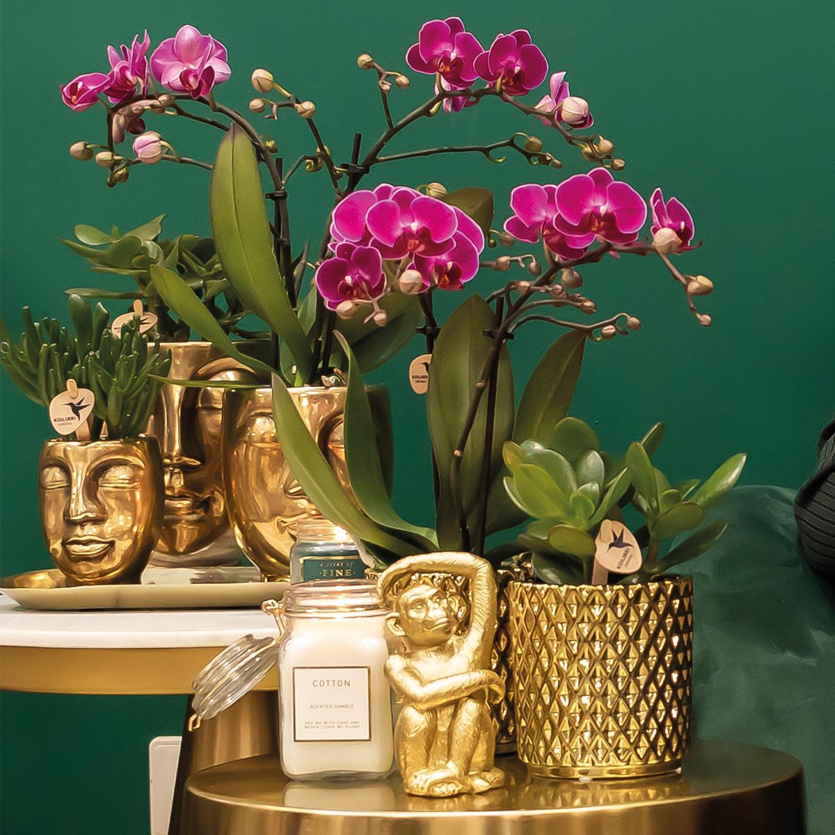 Orchidee colibrì | orchidea Phalaenopsis viola - Morelia + vaso decorativo Diamond oro - dimensioni vaso Ø9 cm - altezza 35 cm | pianta d'appartamento in fiore - fresca dal coltivatore