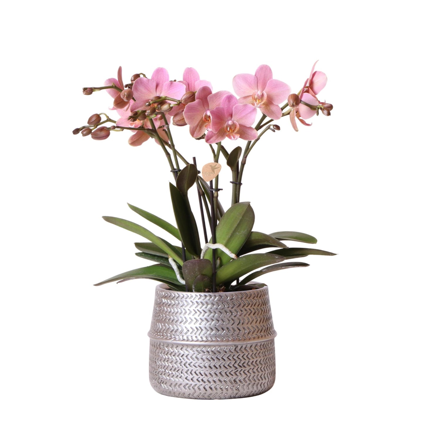 Kolibri Orchids | Orchidea Phalaenopsis rosa – Treviso in vaso con scanalatura argentata – dimensioni del vaso Ø12 cm – altezza 35 cm | pianta da appartamento fiorita in vaso – fresca dal coltivatore