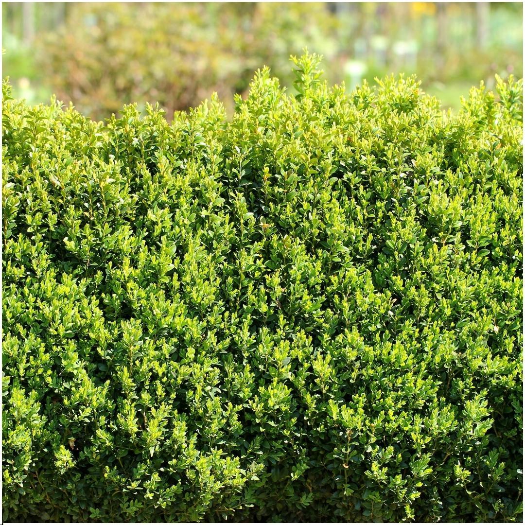 1 meter Buxus Sempervirens haag - ↨ 20 cm - 6 x Ø 12 cm