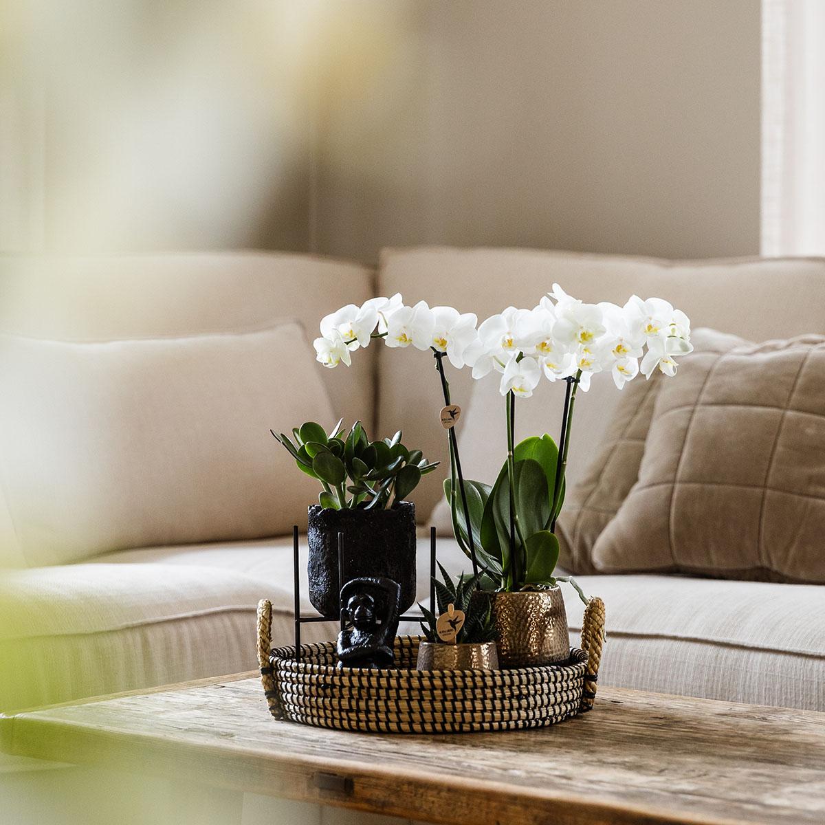 Kolibri Company | Set regalo Urban Nature | Set di piante con orchidee Phalaenopsis e piante grasse, inclusi vasi decorativi in ceramica