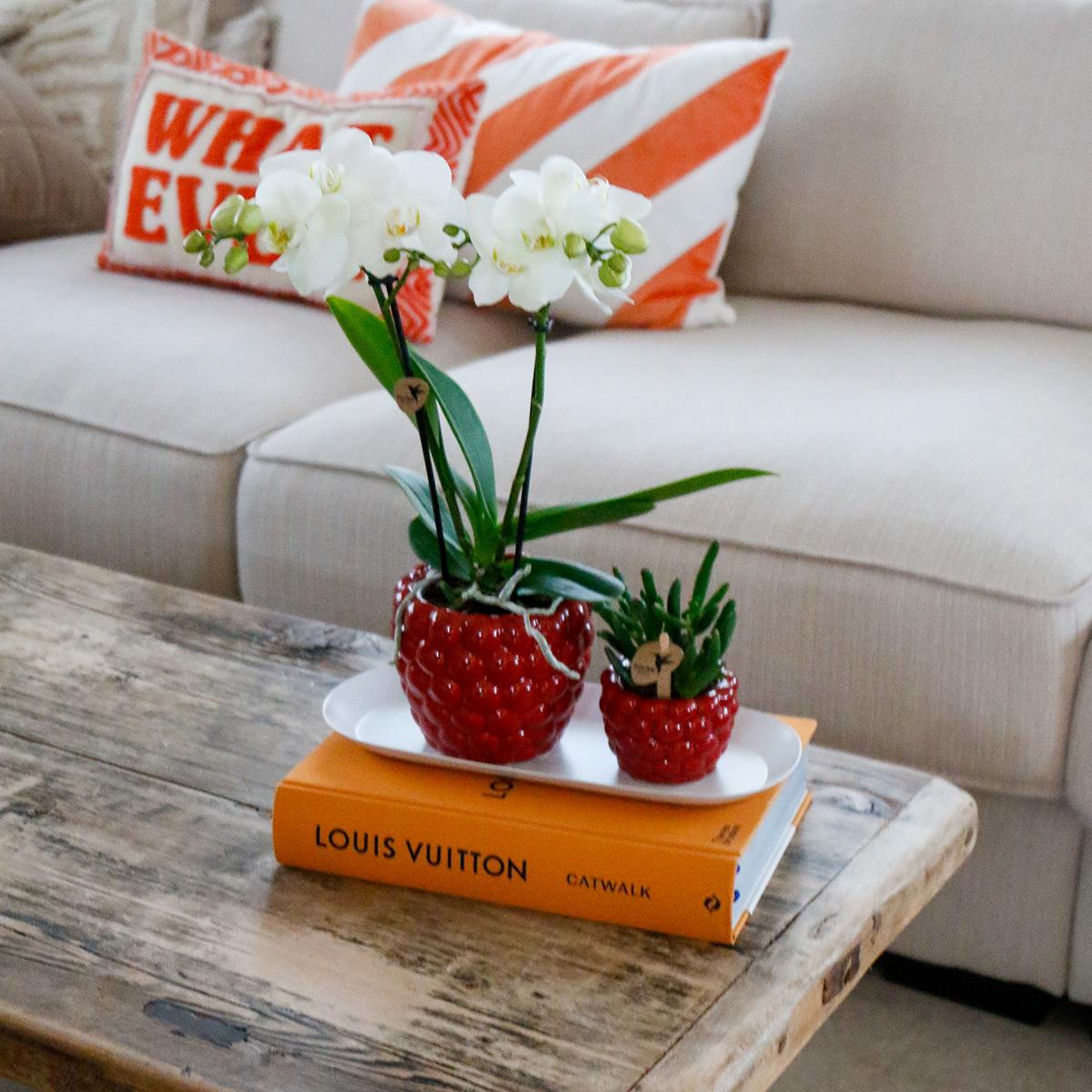 Orchidee colibrì | Set di piante Ottimismo piccolo| Piante verdi con orchidea Phalaenopsis bianca in vasi decorativi Optimism e vassoio bianco