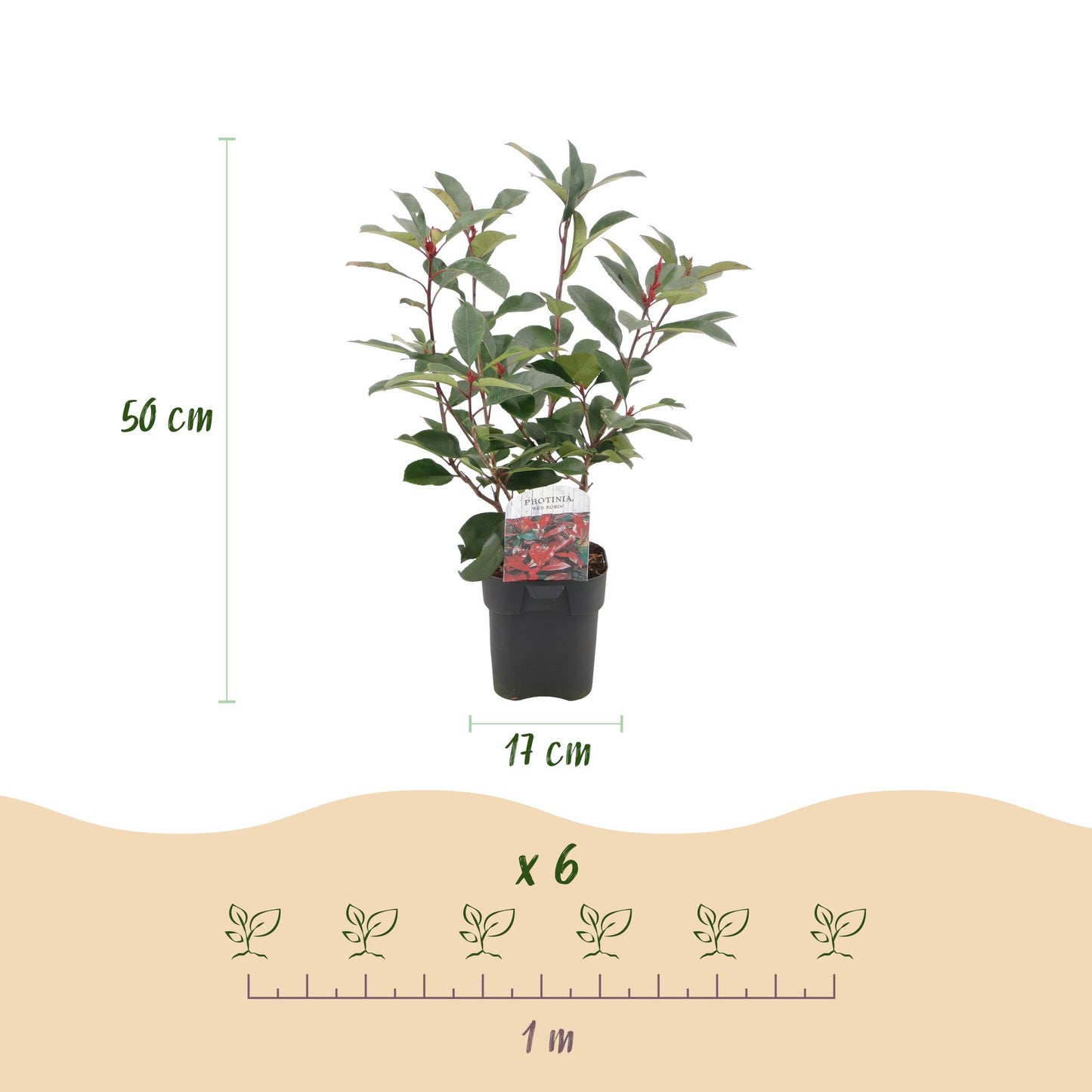 Green boutiQ - Piante da siepe - Photinia fraseri Red Robin - verde rosso - 6 piante - 1 metro lineare - sempreverde - vaso 17cm altezza 50cm