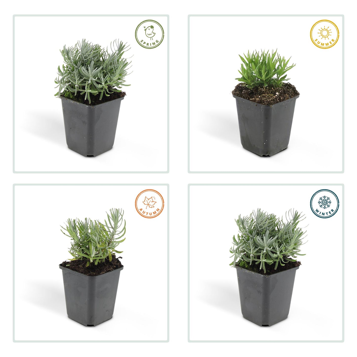 48x Lavandula 'Hidcote' - ↕10-25cm - Ø9cm