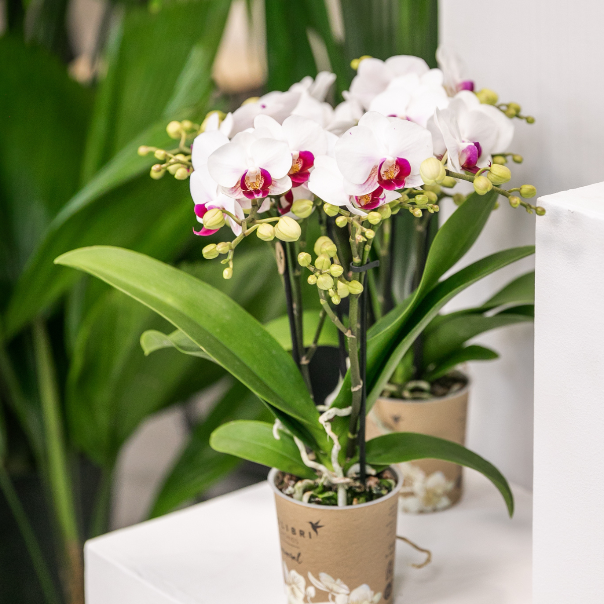 Kolibri Orchids | orchidea Phalaenopsis bianca in vaso Ø9cm | Gibilterra | pianta da appartamento fiorita - fresca dal coltivatore