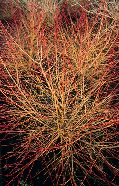 60x Cornus cantava. 'Arancia invernale di Anny' - ↕10-25cm - Ø9cm