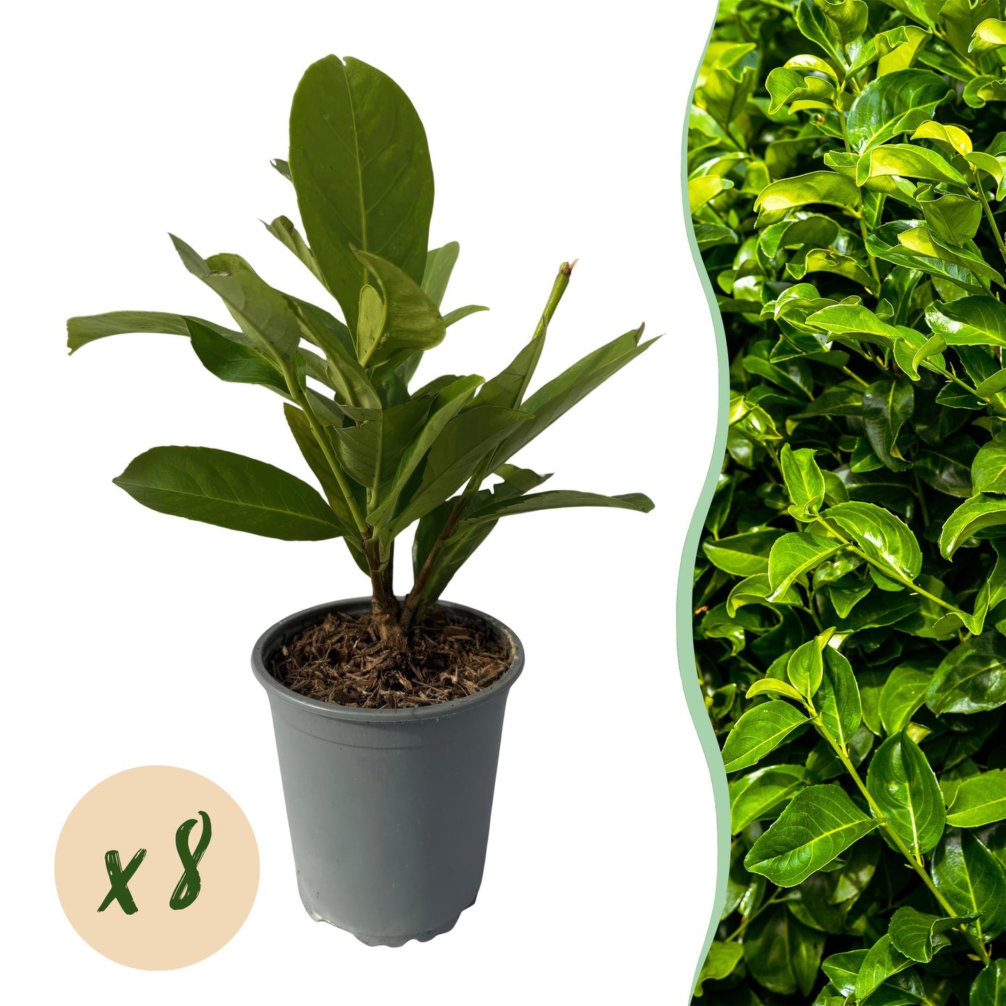 Green boutiQ - Piante da siepe - Prunus laurocerasus Rotundifolia - foglia verde - 8 piante - 1 metro lineare - sempreverde - vaso 9 cm altezza 30-35 cm