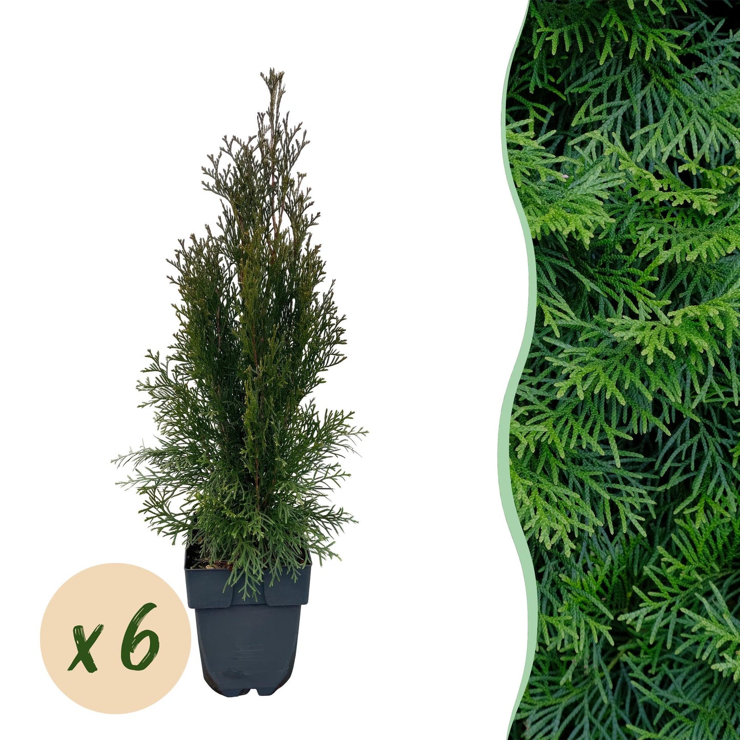 Green boutiQ - Piante da siepe - Thuja occidentalis Smaragd - foglia verde - 6 piante - 1 metro lineare - sempreverde - vaso 17cm altezza 60cm