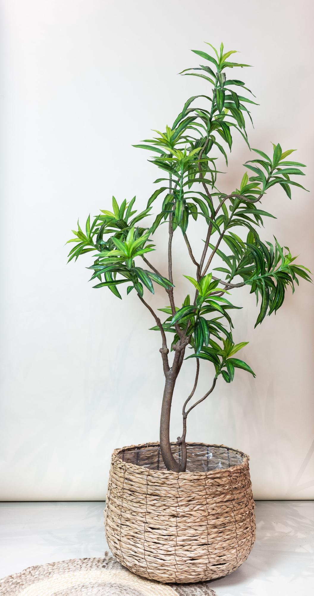 Pianta artificiale - Dracaena - Albero del drago - 190 cm