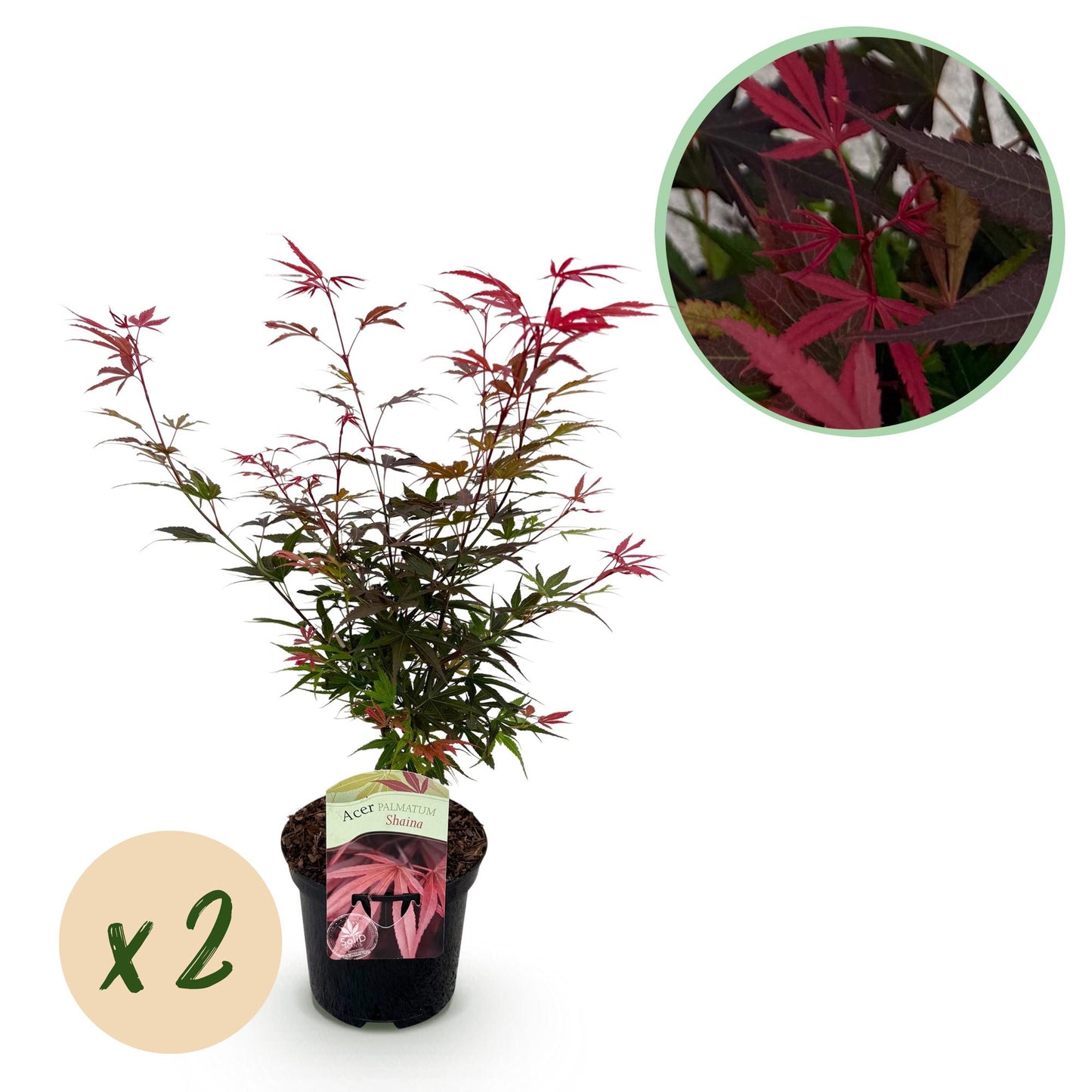 Green boutiQ - Pianta da terrazza - Acero giapponese - Acer palmatum Shaina - Rosso - 2 Piante - Decidua - Vaso 19 cm Altezza 70 cm