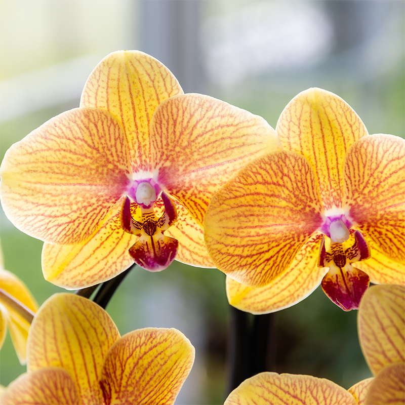 Orchidee colibrì | Orchidea phalaenopsis arancione in vaso Ø12cm | Sunny Bunny | pianta da appartamento fiorita - fresca dal coltivatore