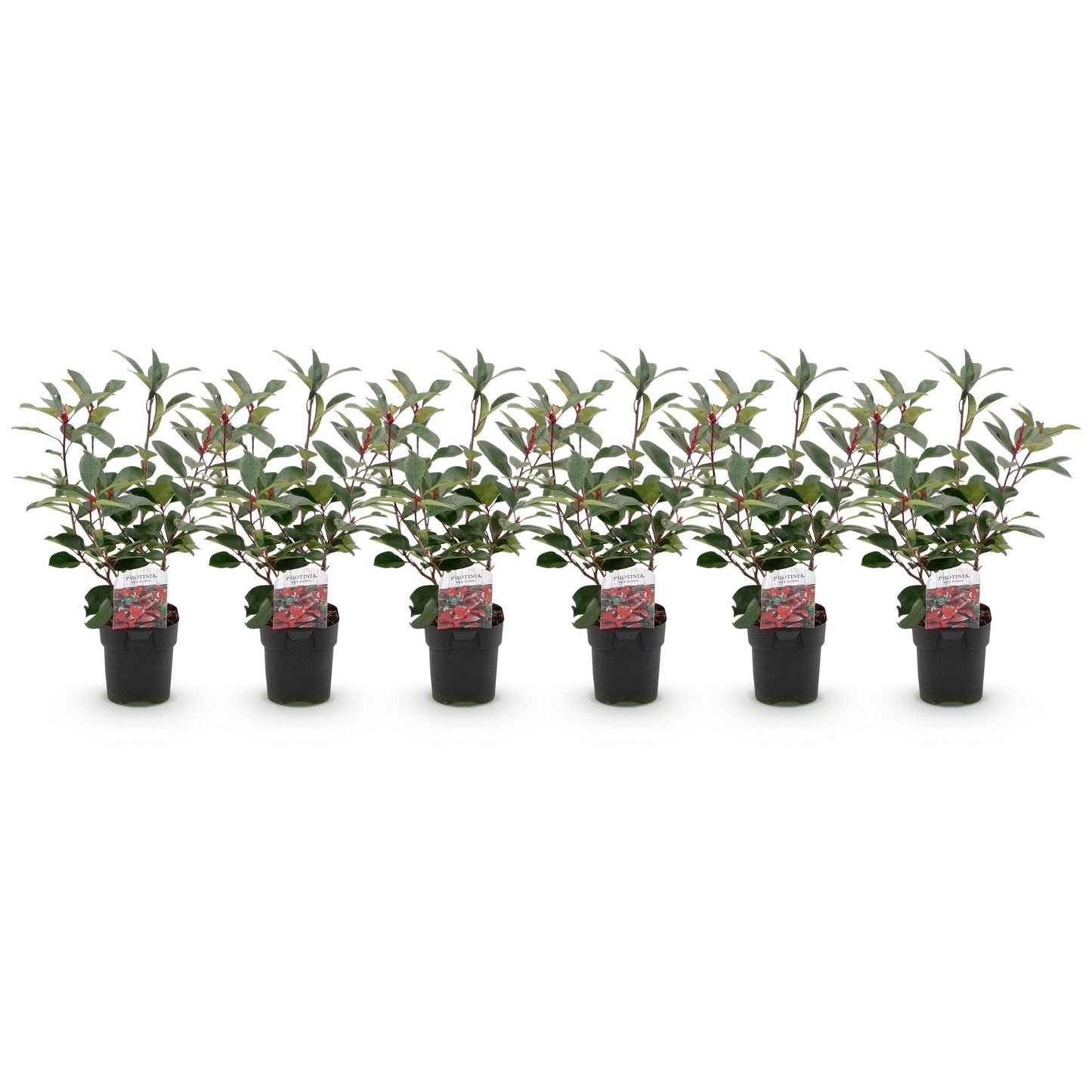 Green boutiQ - Piante da siepe - Photinia fraseri Red Robin - verde rosso - 6 piante - 1 metro lineare - sempreverde - vaso 17cm altezza 50cm