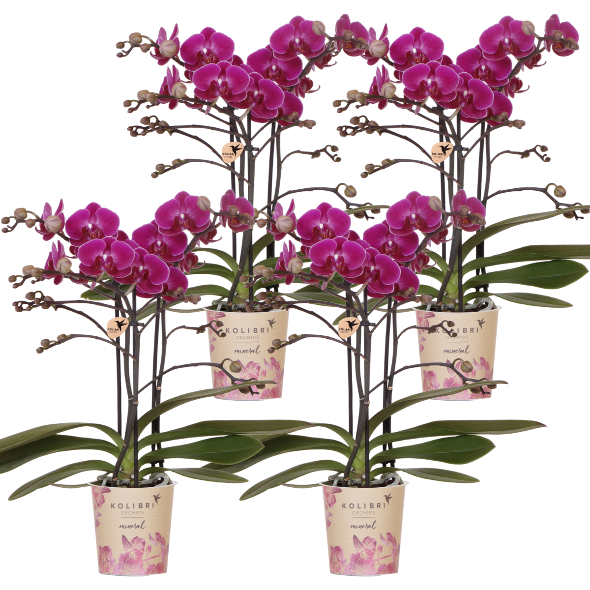 Orchidee colibrì | OFFERTA COMBI di 4 orchidee phalaenopsis viola - Morelia - dimensioni vaso Ø9cm | pianta d'appartamento in fiore - fresca dal coltivatore