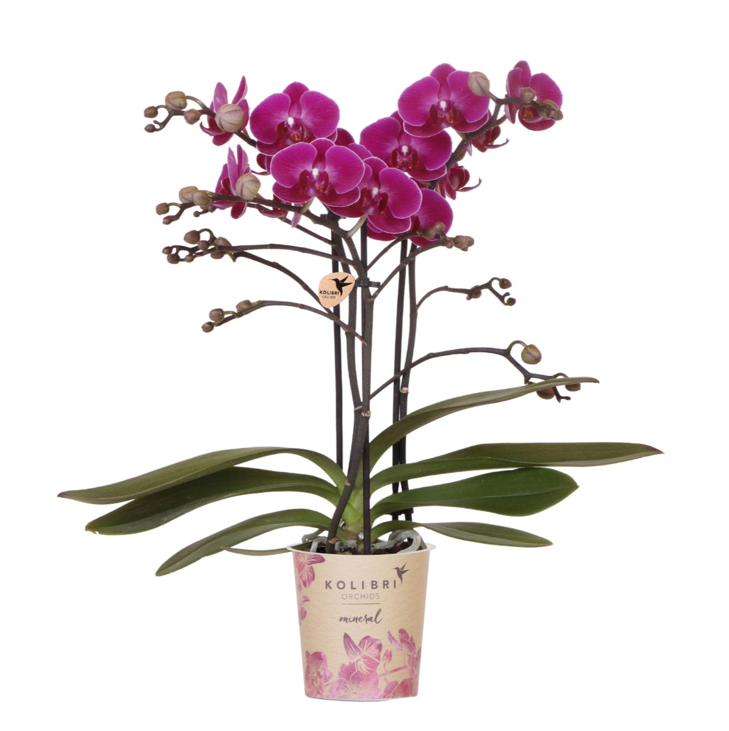 Kolibri Orchids | Orchidea phalaenopsis viola in vaso Ø9cm | Morelia | pianta da appartamento fiorita - fresca dal coltivatore
