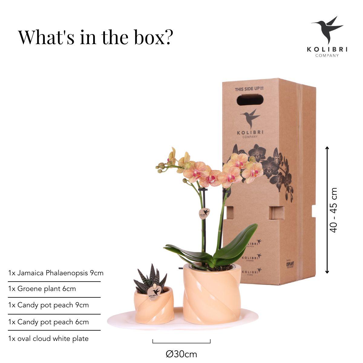 Orchidee colibrì | Set regalo Ottimismo piccola pesca | Pianta verde con orchidea Phalaenopsis arancione in vasi decorativi di caramelle su vassoio organico bianco