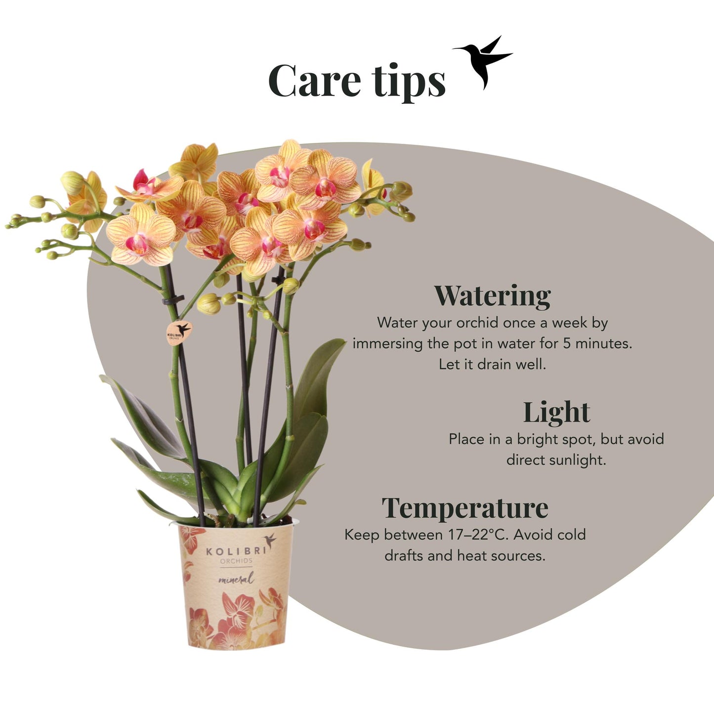 Kolibri Orchids | Orchidea Phalaenopsis arancione, dimensioni vaso Ø9cm | Giamaica | pianta da appartamento fiorita - fresca dal coltivatore