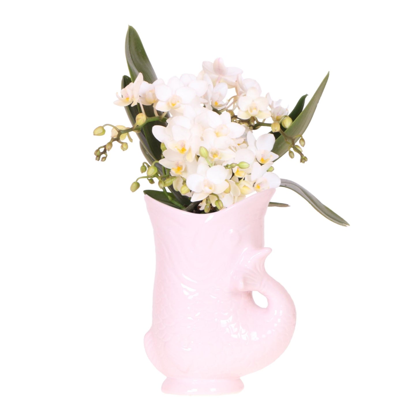 Orchidee colibrì | Orchidea bianca 'Nazaré' + Vaso per pesci rosa - dimensioni vaso Ø9 cm | pianta d'appartamento in fiore - fresca dal coltivatore