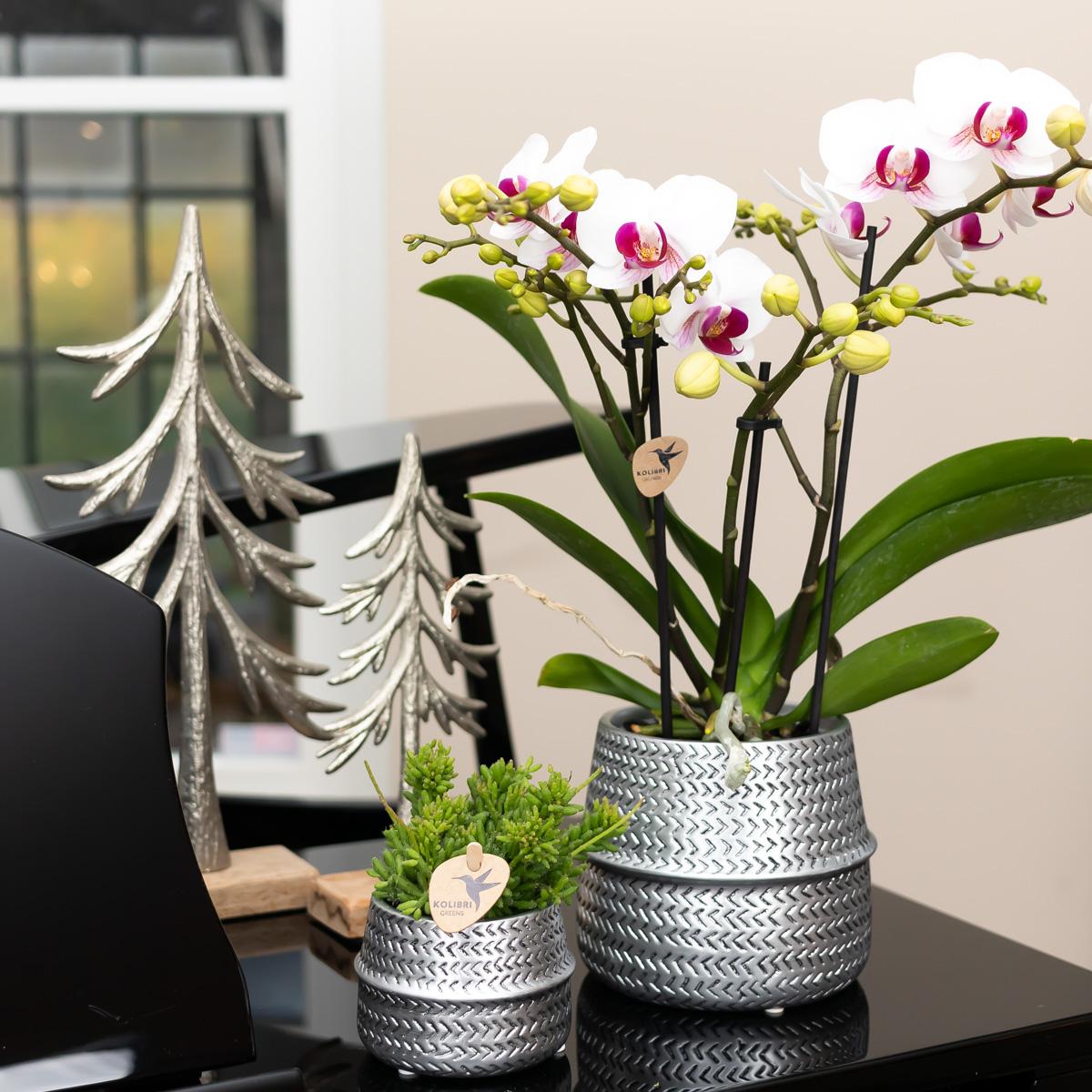 Kolibri Orchids | orchidea Phalaenopsis bianca in vaso Ø9cm | Gibilterra | pianta da appartamento fiorita - fresca dal coltivatore