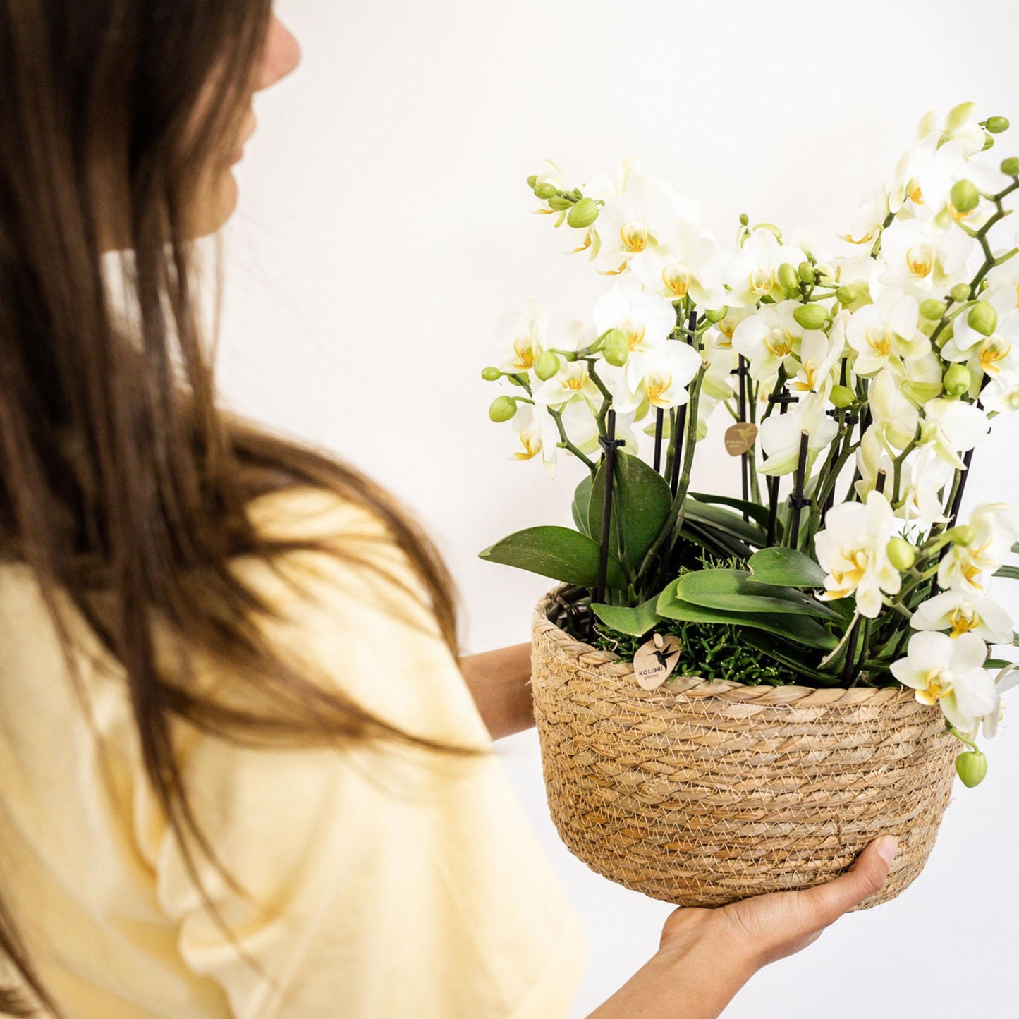Orchidee colibrì | set di piante bianche in cestino di canna, incl tre orchidee bianche Losanna 9 cm e tre piante verdi | Jungle Bouquet bianco con riserva d'acqua autosufficiente