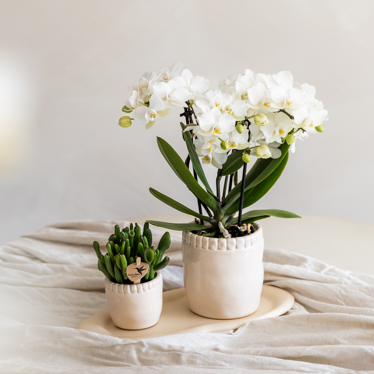 Kolibri Orchids | Orchidea phalaenopsis bianca in vaso Ø9cm | Zurigo | pianta da appartamento fiorita - fresca dal coltivatore