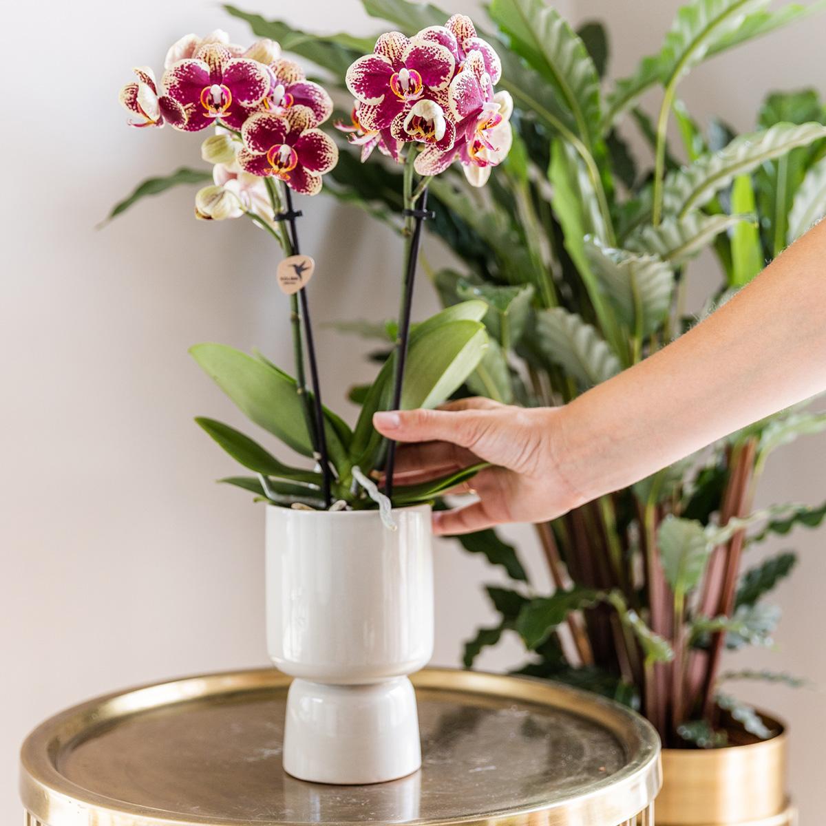 Orchidee Kolibri - Scatola a sorpresa unicolore - scatola sconto per piante - scatola a sorpresa con 4 diverse orchidee - fresche dal coltivatore