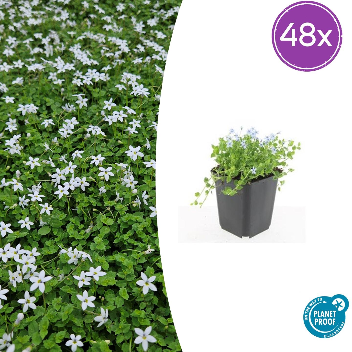 48x Isotoma fluviatilis 'Alba' - ↕10-25cm - Ø9cm