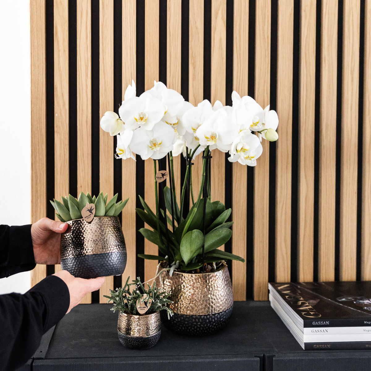 Orchidee colibrì | OFFERTA COMBI di 4 orchidee bianche - Gent - dimensioni vaso Ø12cm | pianta d'appartamento in fiore - fresca dal coltivatore