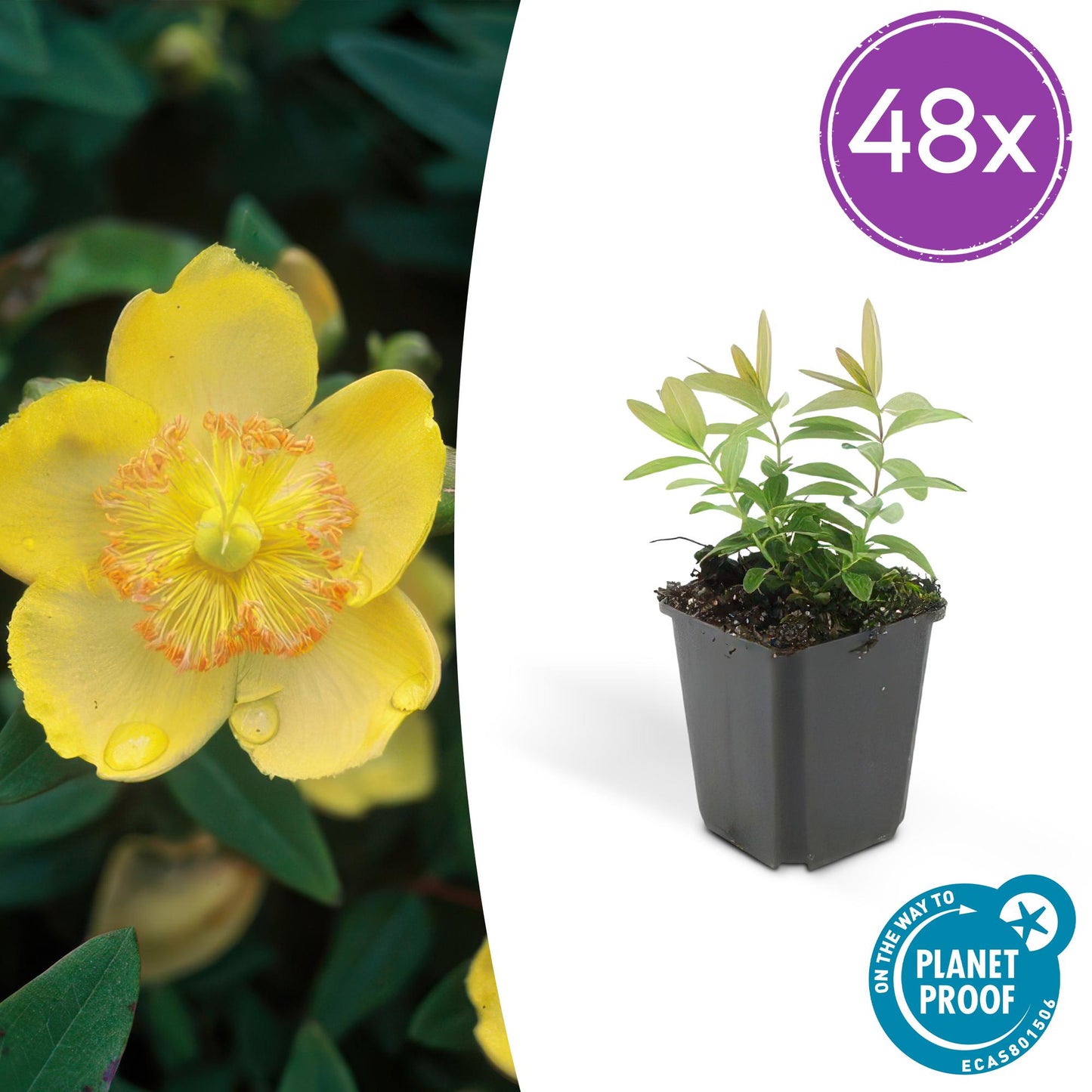 48x Hypericum calycinum - ↕10-25cm - Ø9cm