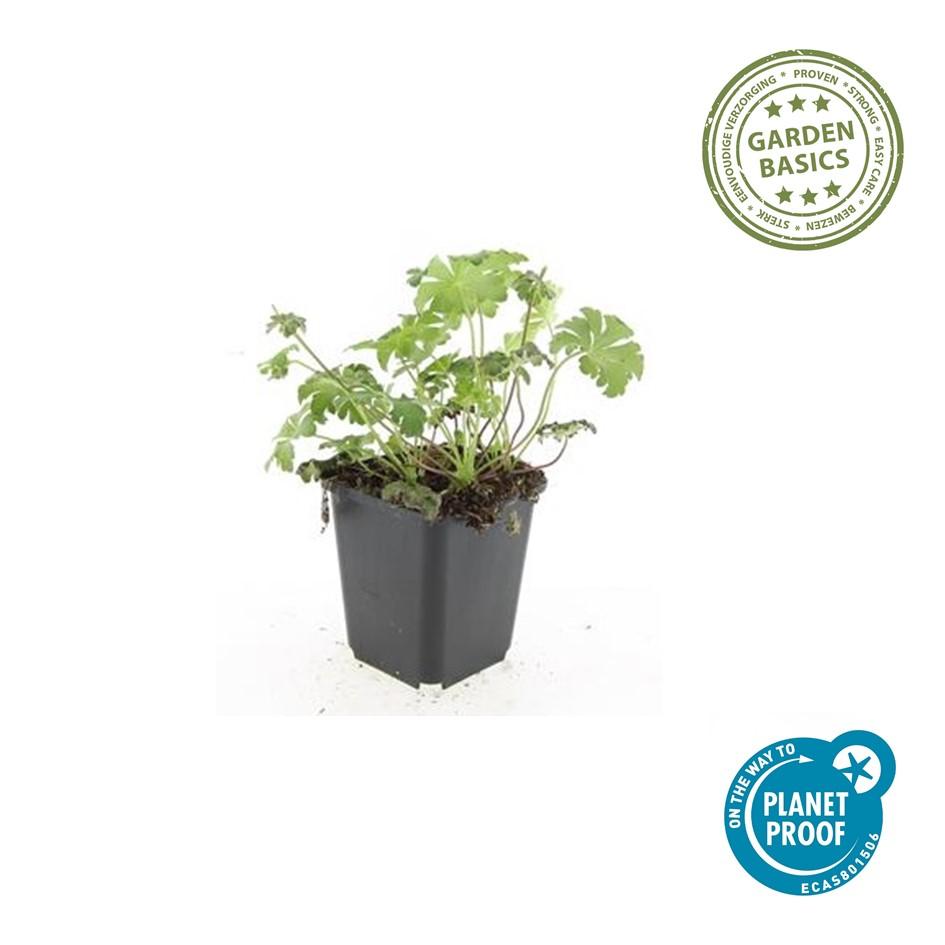 48x Geranium cant. 'Cambridge' - ↕10-25cm - Ø9cm