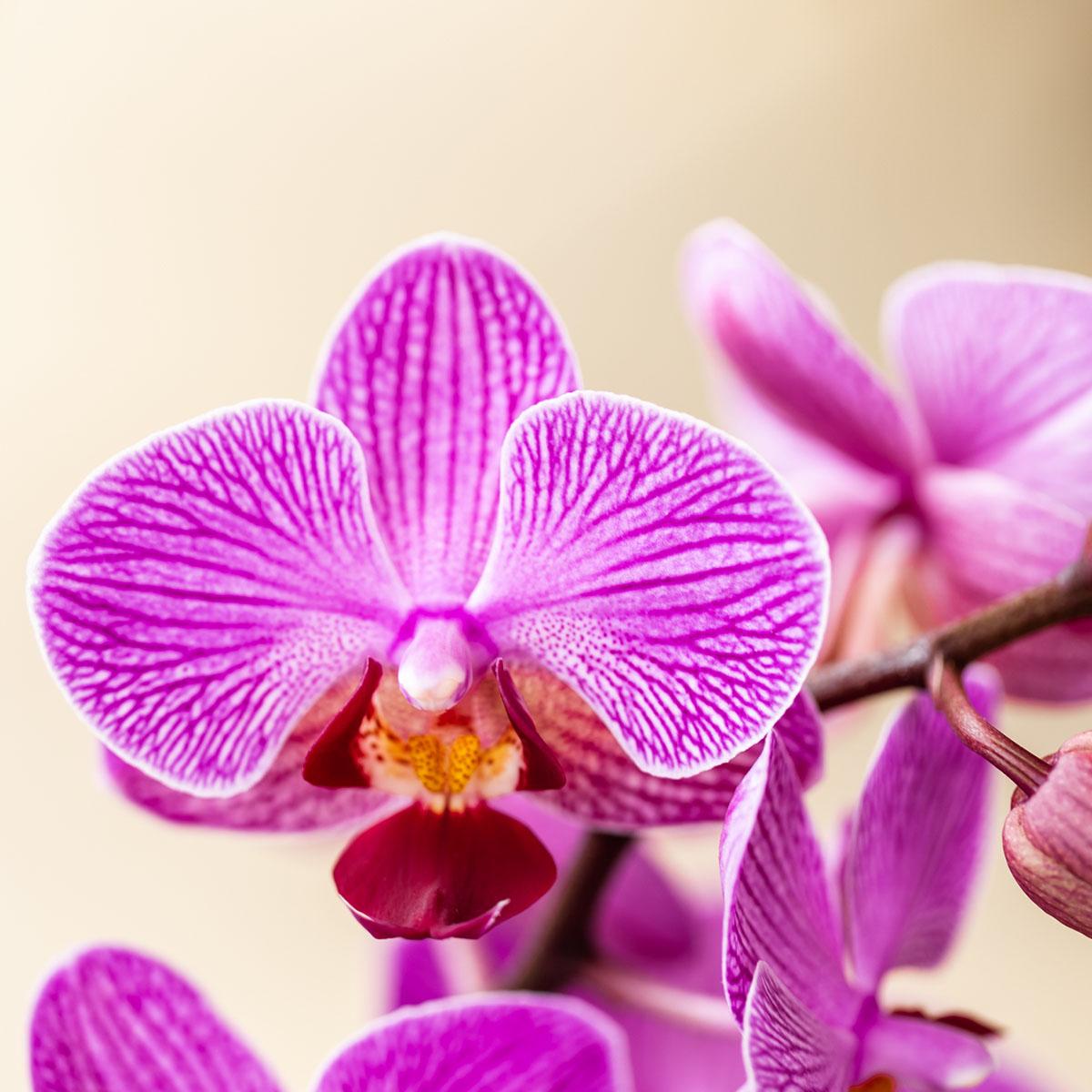 Kolibri Orchids - Mix di scatole a sorpresa - scatola vantaggiosa per le piante - scatola a sorpresa con 2 diverse orchidee da 9 cm - fresche dal coltivatore