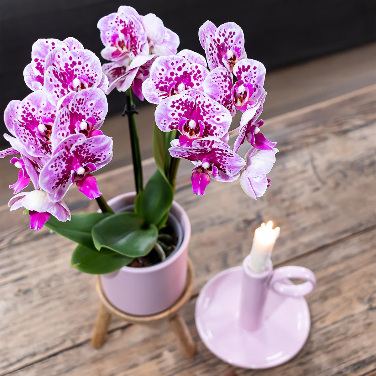 Orchidee colibrì | OFFERTA COMBI di 2 orchidee phalaenopsis rosa viola - El Salvador - vaso Ø9cm | pianta d'appartamento in fiore - fresca dal coltivatore