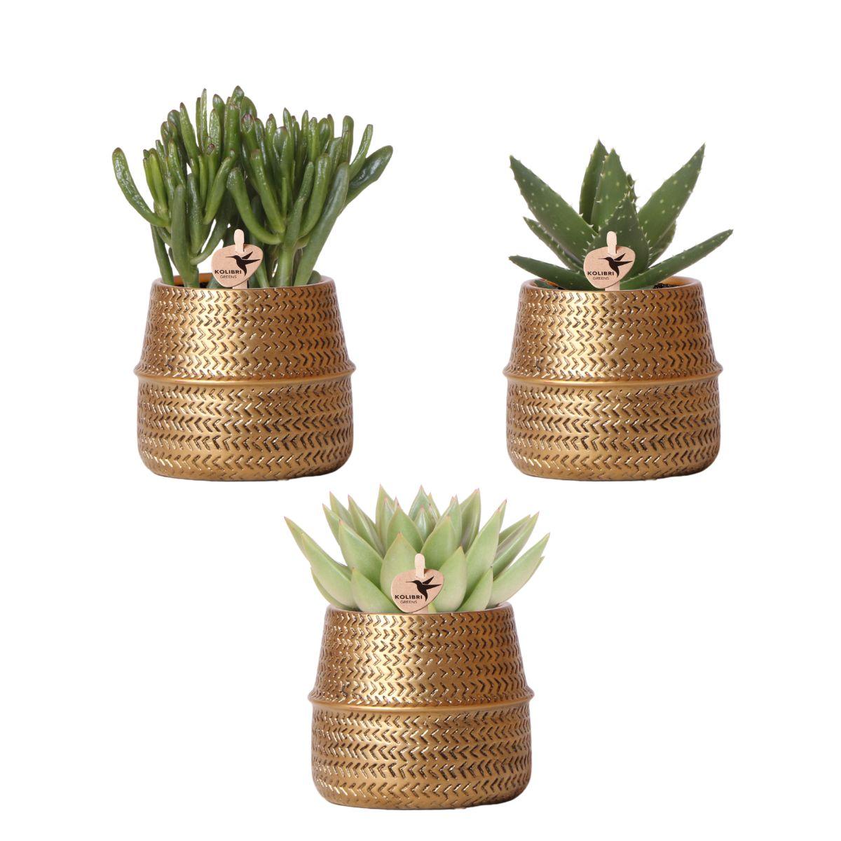 Hummingbird Greens | Set di piante - con mix di 3 piante grasse - inclusi vasi decorativi in ceramica | dimensioni del vaso Ø9cm
