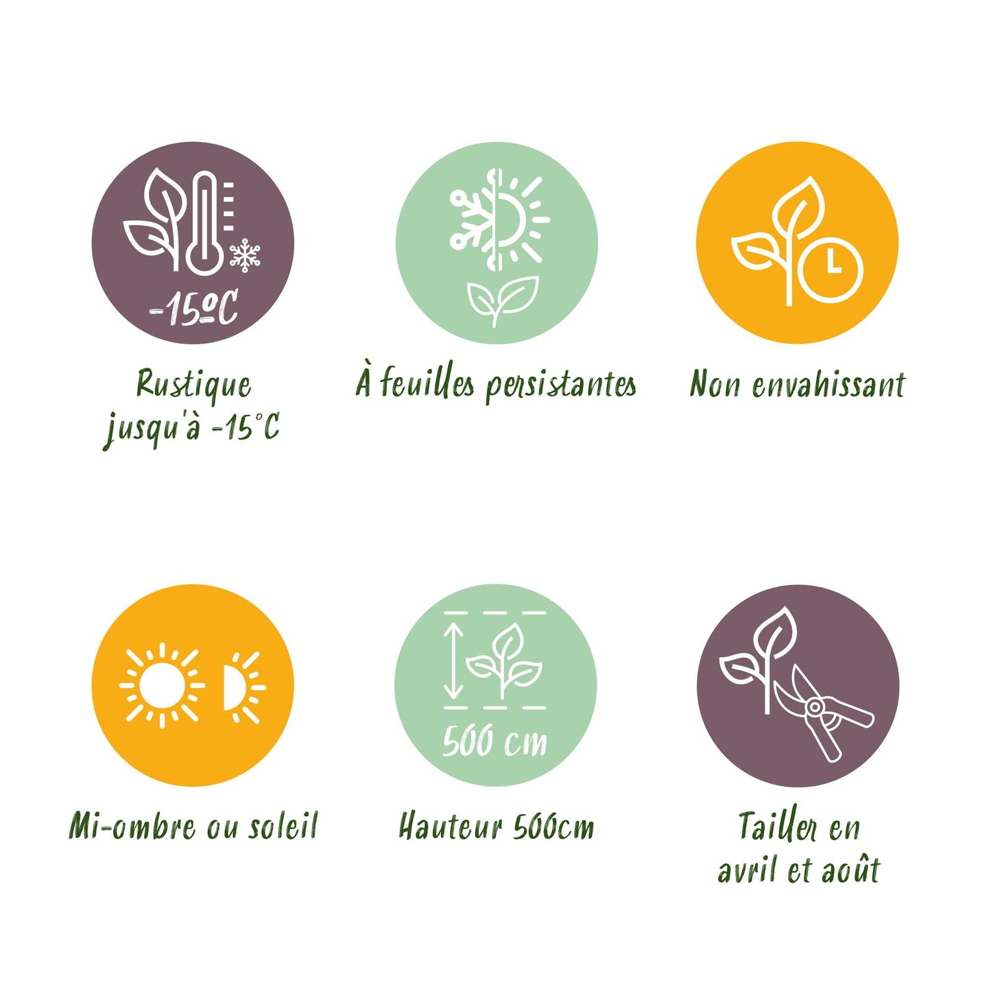 Green boutiQ - Piante da siepe - Prunus laurocerasus Rotundifolia - foglia verde - 8 piante - 1 metro lineare - sempreverde - vaso 9 cm altezza 30-35 cm