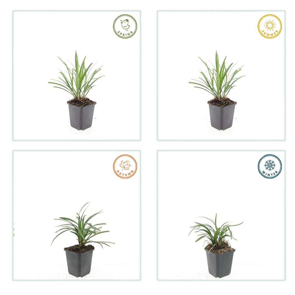 48x Liriope muscari 'Ingwersen' - ↕10-25cm - Ø9cm