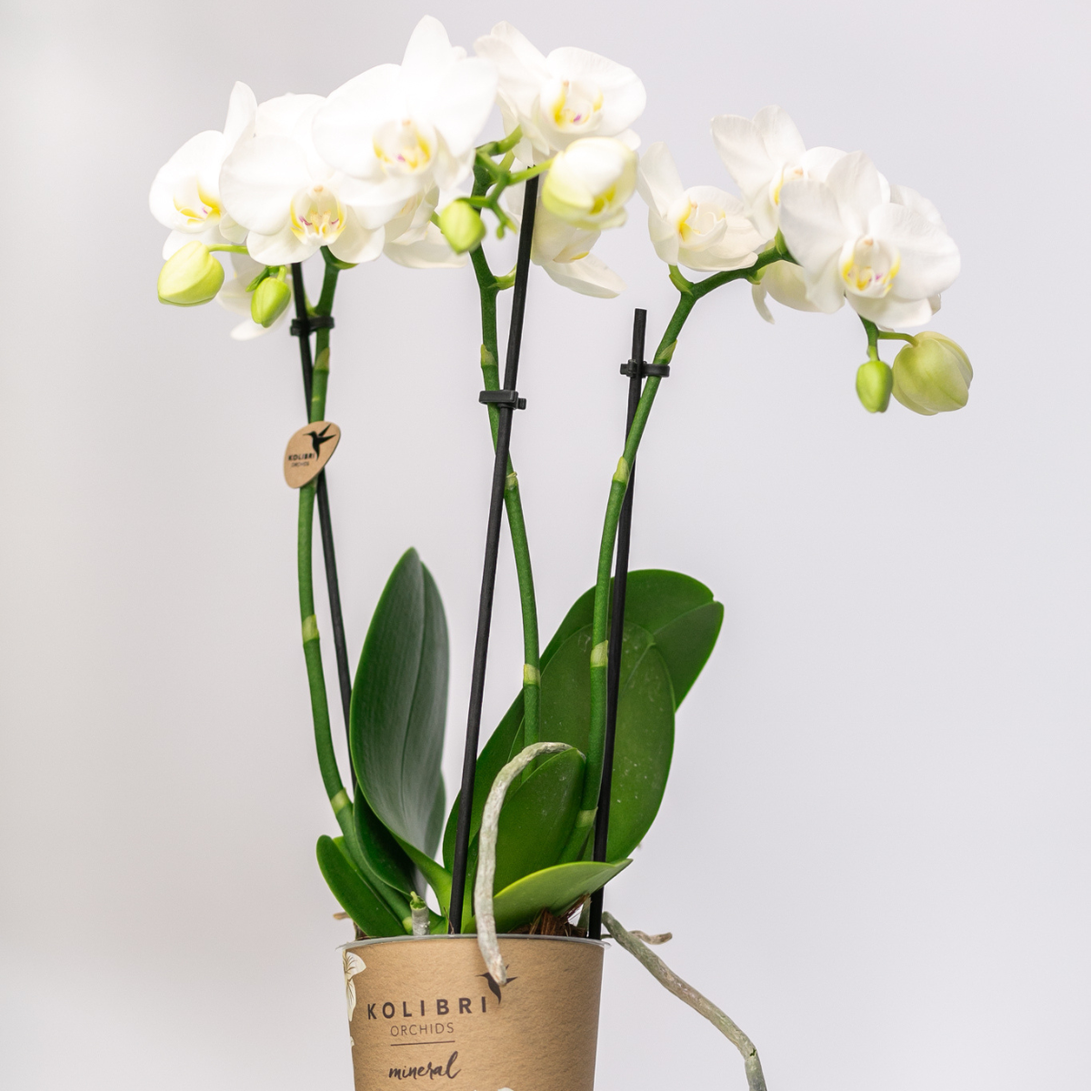 Orchidee colibrì | OFFERTA COMBI di 2 orchidee Phalaenopsis bianche - Amabilis - vaso Ø9cm | pianta d'appartamento in fiore - fresca dal coltivatore