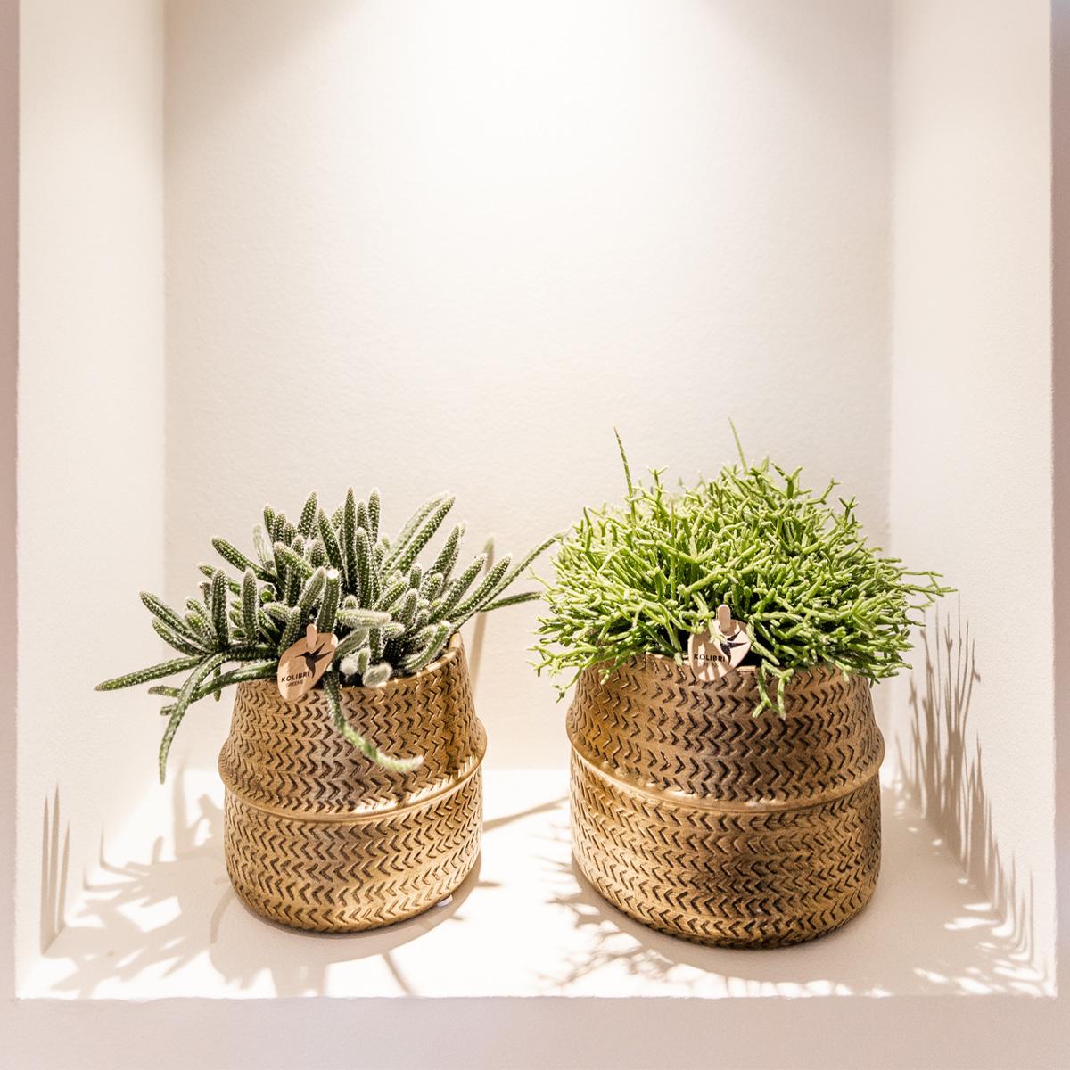 Hummingbird Greens | Set di piante - con mix di 3 piante grasse - inclusi vasi decorativi in ceramica | dimensioni del vaso Ø9cm